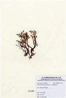 藏品(叉開網地藻)的圖片